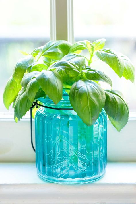 Learn this easy way to root basil from cuttings. It's a great way to stretch your herb budget and have a bountiful supply of fresh basil! #growingfreshbasil #growingbasil #howtogrowbasil #howtorootbasil #rootingbasil #basilpropagation via @cafesucrefarine How To Grow Basil Indoors, Grow Basil Indoors, Basil Plant Indoors, Growing Basil Indoors, Grow Basil, Small Glass Containers, Spiral Garden, Growing Basil, Basil Plant