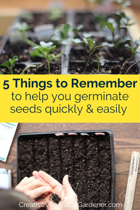 How To Germinate Seeds, How To Germinate Seeds Indoors, Germinating Seeds Indoors, Germinate Seeds, Germinating Seeds, Homey House, Smart Farming, Seeds Planting, Seed Planting