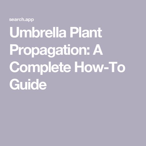 Umbrella Plant Propagation: A Complete How-To Guide Umbrella Plant Care, Umbrella Plant, Air Layering, Umbrella Tree, Plant Propagation, Organic Soil, Sustainable Garden, Liquid Fertilizer, Plant Cuttings