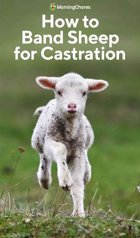 Banding Sheep for Castration: When Is It Necessary and How to Band Sheep Correctly Sheep Keeping, Navajo Churro Sheep, Katahdin Sheep, Jacob Sheep, Sheep Shearing, Nursing Process, Raising Farm Animals, Buck And Doe, Raising Goats