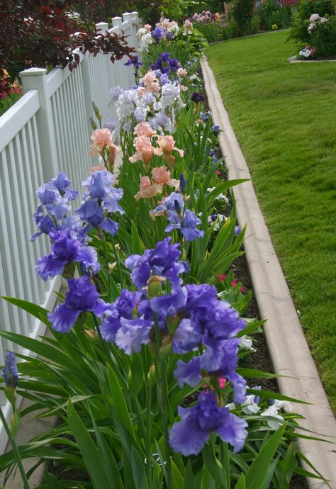 Iris Flower Beds Garden Ideas, Iris Beds Ideas, Iris Flower Bed Ideas, April Decor, Iris Border, Iris Flowers Garden, Iris Gardens, White Fence, Backyard Flowers