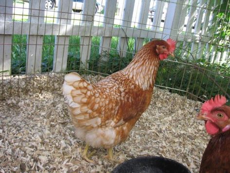 Golden buffs chicken breed information, pictures Farm Animal Ideas, Buff Chicken, Chicken Backyard, Best Laying Chickens, Chickens Backyard Breeds, Laying Chickens Breeds, Best Egg Laying Chickens, Chickens In The Winter, Chicken Diet