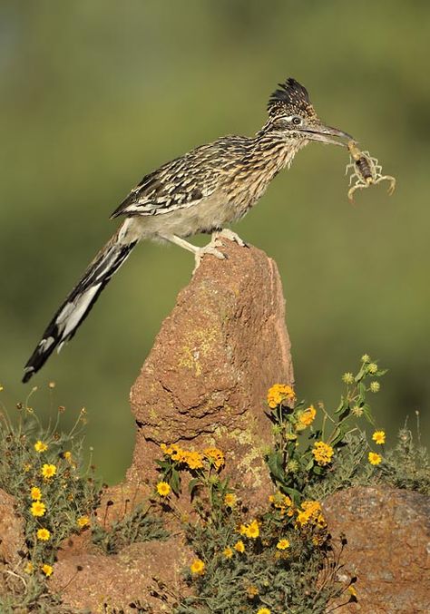 Greater Roadrunner Arizona Wildlife, Arizona Birds, Greater Roadrunner, Texas Animals, Desert Animals, Desert Life, State Birds, Land Of Enchantment, Feeding Time