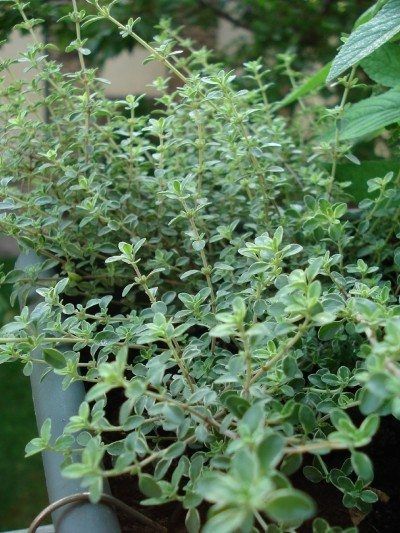 Thyme Plant, Herb Garden Design, Tree Pruning, Herbs Indoors, Healing Herbs, Growing Herbs, Veggie Garden, Planting Herbs, Olive Tree