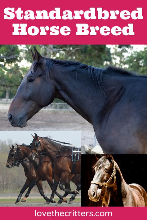 Standard Bred Horses, Horse Breeds Chart, Standardbred Racing, Draft Horse Breeds, Rare Horse Breeds, Standardbred Horse, Different Horse Breeds, Western Pleasure Horses, Barrel Racing Saddles