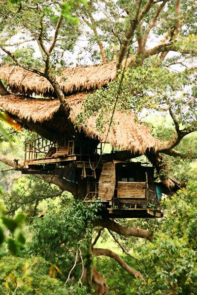 A very romanticTree house / The Green Life <3 Tree House House, Tropical Tree House, Tree House Jungle, Apocalypse Tree House, Tree House Architecture, Bohemian Treehouse, Houses In The Rainforest, Tropical Treehouse, Outset Island