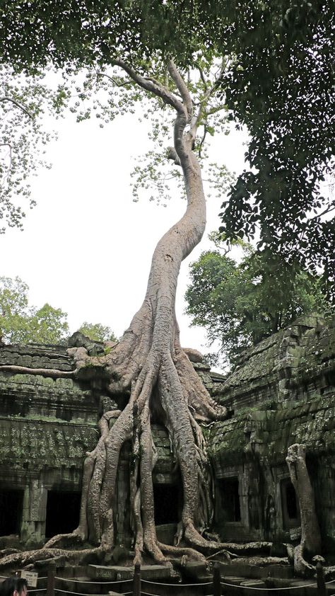 Plant your roots into something....be grounded Unusual Trees, Boom Kunst, Weird Trees, Tree Theme, Ancient Temple, Beautiful Trees, Breathtaking Places, Unique Trees, Angkor Wat