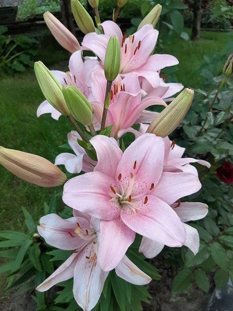 Fav Flower, Lilly Flower, Boquette Flowers, Favourite Flowers, Nothing But Flowers, Flower Therapy, Beautiful Bouquet Of Flowers, Pretty Plants, Favorite Flowers