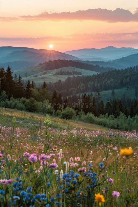 A beautiful field of flowers with a mountain in the background royalty free stock photos Mountain And Wildflowers, Real Flower Pictures, Wild Flower Fields, Landscape Photos Nature Scenery, Wild Flower Field Aesthetic, Wildflower Hillside, Mountain Scenery Photography, Mountain With Flowers, Landscape Reference Photos