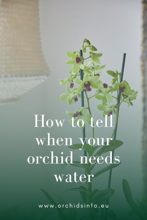 When caring for an orchid, you don’t want to overwater it. In general, watering once a week is sufficient during the summer, and once every two weeks in the winter. But since every plant has different needs, it’s always best to check whether your orchid needs water first. We’ll tell you a very handy trick! Read all about it in this blog. | when to water an orchid - how to care for an orchid house plants - orchid care tiktok videos - orchids care for beginners - orchid care for beginners tips