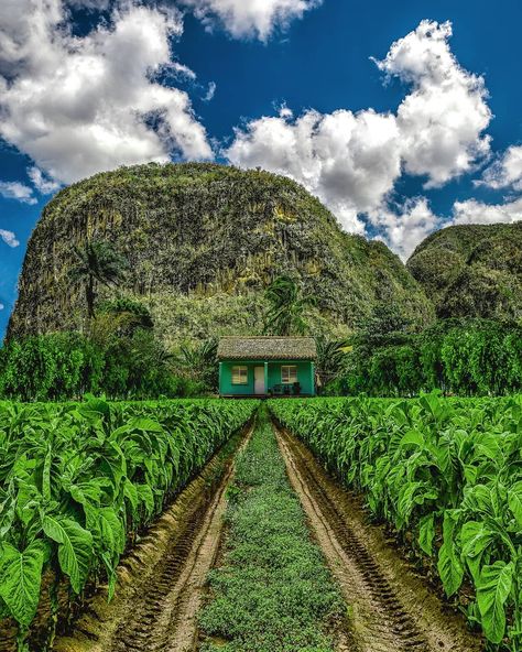 Cuba Vacation, Cuba Photography, Vinales, Good Cigars, Cuba Travel, Dream Travel Destinations, Central America, Railroad Tracks, Travel Dreams