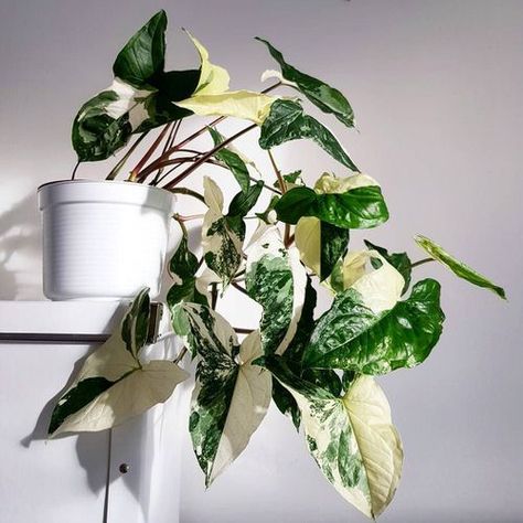 21 Indoor Arrowhead Vine Varieties | Best Types of Syngonium Arrowhead Vine, Arrowhead Plant, Plant Wishlist, Plant Goals, Pattern Leaf, Plant House, نباتات منزلية, Plants Are Friends, Emerald Gem