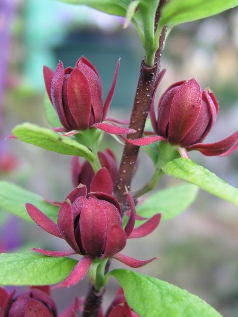 Beauty Berry, Strawberry Bush, Backyard Sanctuary, Hgtv Garden, Meteor Garden 2018, Magic Garden, Planting Shrubs, Garden Types, How To Attract Birds