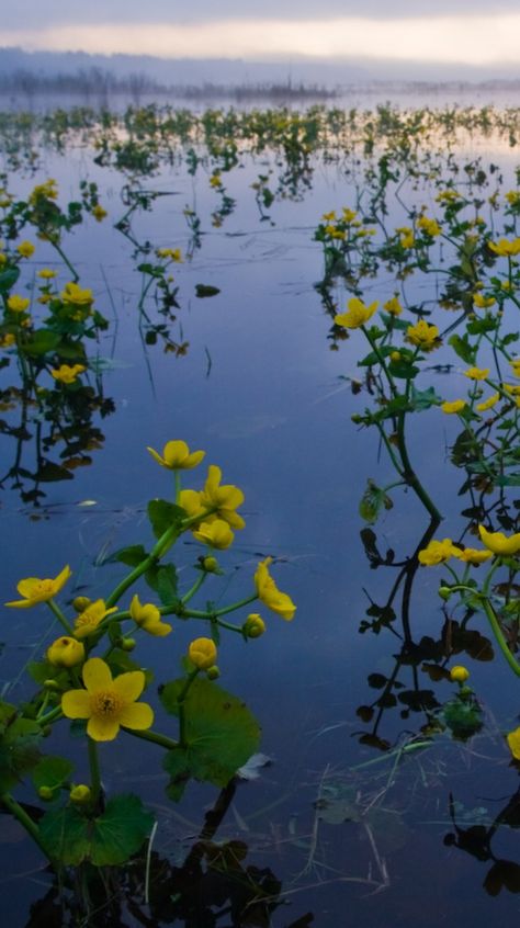 Marsh Marigold (kaczence) in Bialowieski National Park by PolandMFA Riparium Plants, Wetland Garden, Marsh Plants, Wetland Plants, Fish Ponds Backyard, Beautiful Poland, Marsh Marigold, Ponds Backyard, Foliage Plants