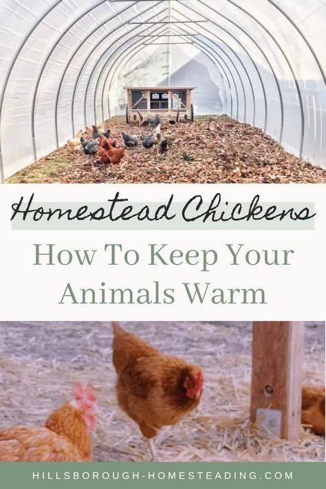 Chicken Run In Winter, Chicken Winter Coop, Winterized Chicken Run, How To Keep Chickens Warm In Winter, Keeping Chickens Warm In Winter, Keep Chickens Warm In Winter, Chickens Winter, Chickens In Winter, Homesteading Chickens