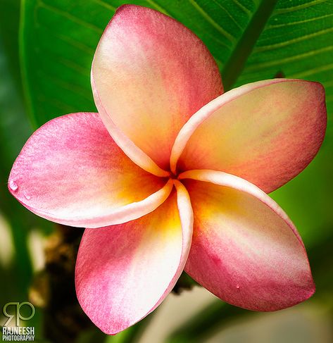 Theme: Beach and Plumeria flowers. Colors: Pinks, yellows, and whites. Plumeria Colors, Flowers Plumeria, Plumeria Tattoo, Fav Flower, Flower Lei, Hawaiian Plumeria, Flower Colors, Plumeria Flowers, Anchor Tattoo