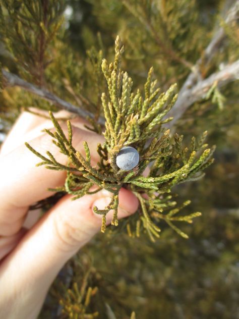 Eastern red cedar - and cedars of all kinds - have been used for health in herbalism for thousands of years. Learn more about cedar in herbalism here. Wild Crafting, Medicinal Wild Plants, Essential Oil Roller Bottle Recipes, Eastern Red Cedar, Northern White Cedar, Cedar Oil, Cedar Tree, Herbal Apothecary, Natural Healing Remedies