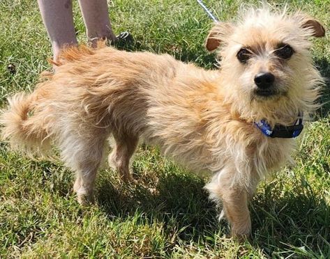 Dog for adoption - Scruffy, a Cairn Terrier & Norfolk Terrier Mix in Ypsilanti , MI | Petfinder Terrier Mix Dogs Haircuts, Yorkie Terrier Mix, Chihuahua Terrier, Tenterfield Terrier Puppy, Cairn Terrier Mix, German Shepherd Rescue, Norfolk Terrier, Terrier Mix Dogs, Foster Mom