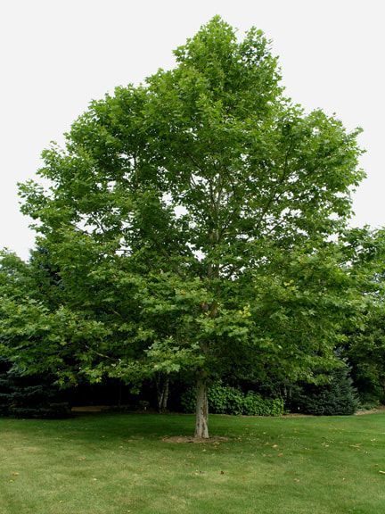 Trees Pictures, Backyard Sitting Areas, London Plane Tree, Playground Landscaping, London Plane, Trees For Front Yard, Urban Garden Design, Plane Tree, Backyard Trees