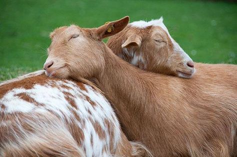 #cuteandadorable #goat Sleepy Animals, Animal Hugs, Heartwarming Pictures, Sleeping Animals, What Cat, Bear Cubs, Jolie Photo, Sweet Animals, Animal Kingdom