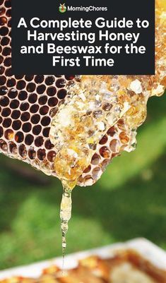 Honey Harvesting, Backyard Bees, Honey Harvest, Honey Bees Keeping, Harvesting Honey, Small Homestead, Bee Hive Plans, Backyard Bee, Beekeeping For Beginners