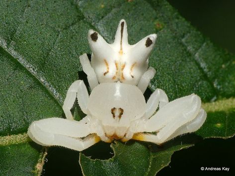 Flower Crab Spider, Pretty Spiders, Cool Spiders, Flower Spider, Flower Crab, Butterfly Queen, Spiders And Snakes, Crab Spider, Beaded Bugs