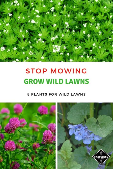 Stop mowing by growing a wild lawn. Follow these lawncare tips to plant a natural lawn that requires no mowing. See which plants to grow. #gardeningchannel #gardening #naturallawn #lawncare Gardening Videos, Lawn Alternatives, Gardening Zones, Organic Vegetable Garden, Survival Gardening, Garden Wallpaper, Ground Cover Plants, Wildflower Garden, Homestead Survival