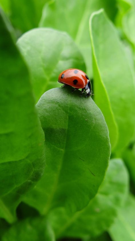 Ladybug On A Leaf, Nature Leaves, Spinach Leaves, Beautiful Creatures, Spinach, Tattoos, Green, Animals, Quick Saves