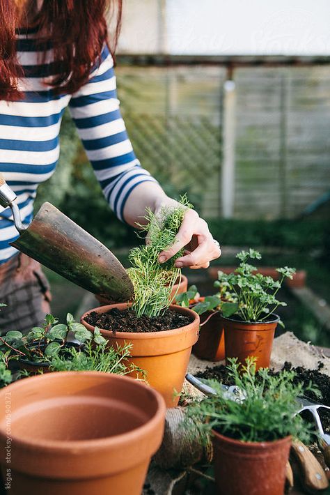 Spring Herbs, Gardening Photography, Mother Earth Living, Indoor Herb Garden, Plant Photography, Herbs Indoors, Garden Photography, Little Garden, Garden Shop