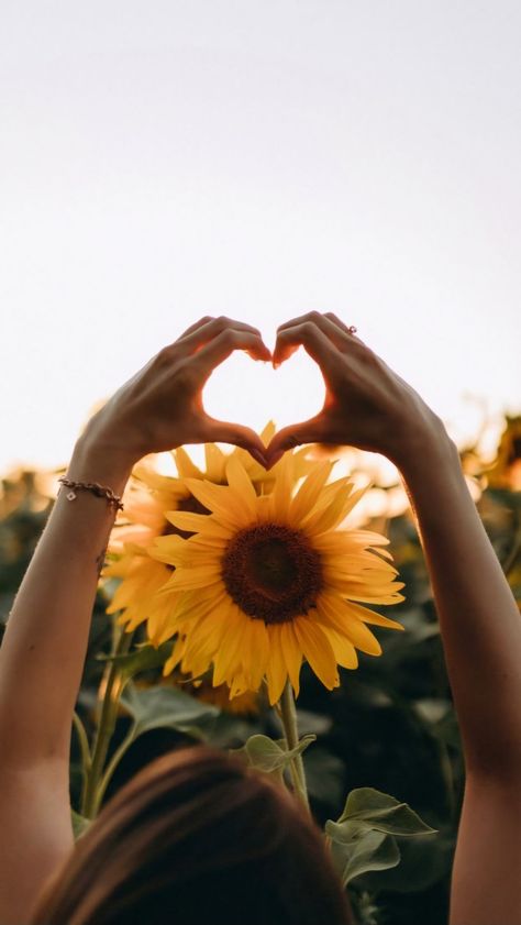 Sunflower Field Photography, Sunflower Field Pictures, Hands Holding Flowers, Sunflower Photography, White Chrysanthemum, Sunflower Photo, Sunflower Pictures, Nature Photoshoot, Sun Flowers