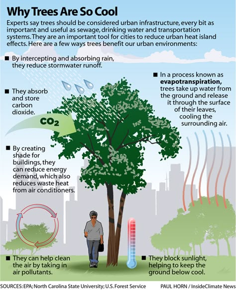 Infographic: Why Trees Are So Cool Trees Infographic, Tree Infographic, Urban Forestry, Urban Heat Island, Urban Tree, Environmental Education, Green Architecture, Meteorology, Urban Environment