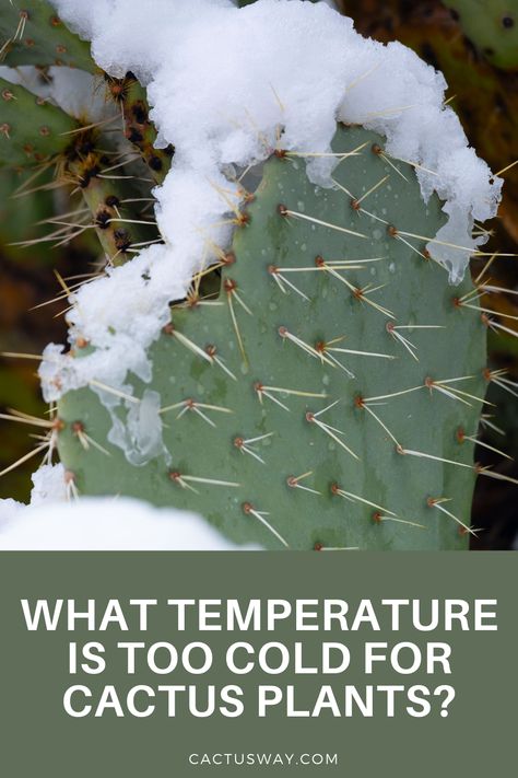 What temperature is too cold for cactus? The lowest temperature a cactus plant can survive will largely depend on its specific species. While some species can’t withstand temperatures below the freezing point, others can still thrive in temperatures below 0F. One of the most cold-hardy cacti species is the green flowered hedgehog, which can still survive in temperatures as low as -20F. #cactus #cactuscare #cactuscareinthewinter Cactus Facts, Freezing Point, Cactus Care, Barrel Cactus, Overwintering, Cactus Decor, Christmas Cactus, Cactus Plant, Cactus Flowers