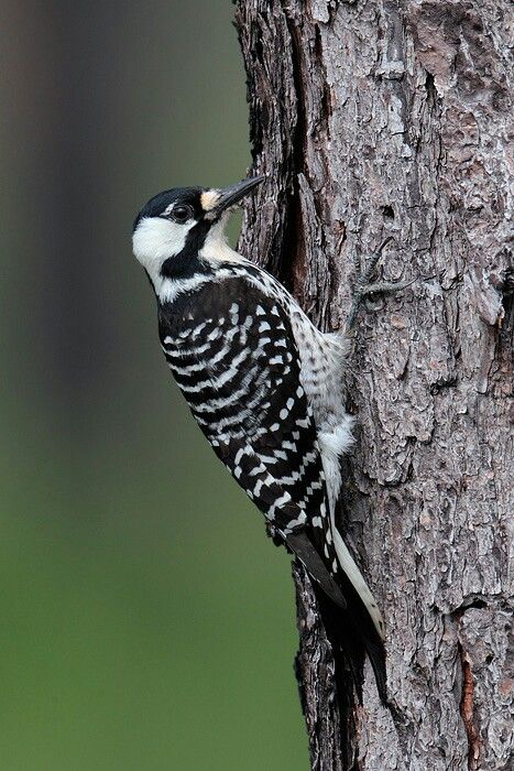 Woodpeckers, Wordpress, Trees, Birds, Google Search, Animals, Red