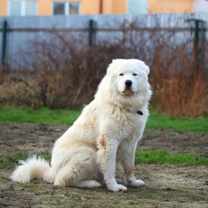 Maremma Sheepdog Puppy, Sheepdog Breeds, Maremma Dog, Dog Farm, Homestead Animals, Maremma Sheepdog, Guardian Dog, Livestock Guardian Dog, Livestock Guardian