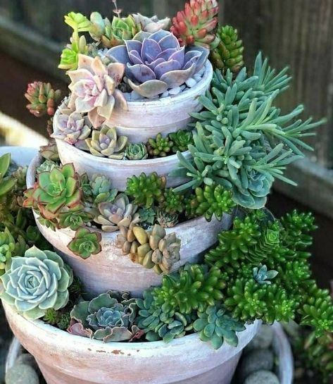 Succulents: Great for sunny spots, require minimal water.
Herbs: Functional and attractive, perfect for patios or kitchen gardens.
Ornamental Grasses: Add height and movement to your arrangement.
Tropical Plants: Add a lush, exotic vibe to your space.
#Tags
#Landscaping #PottedPlants #GardenDesign #OutdoorLiving #ContainerGardening #PlantArrangement #BackyardIdeas #PatioDecor #SeasonalGardening Fairy Garden Wreath, Cactus Arrangements, Cactus House, Office Things, Diy Fairy Garden, Cactus House Plants, Plant Display Ideas, Garden Wreath, Garden Goals