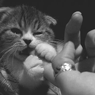 Photo Best Cat Gifs, National Cat Day, Cats Rule, Cat Purr, Kitten Gif, Cute Kittens, Funny Cat Videos, Om Nom, Cat Gif