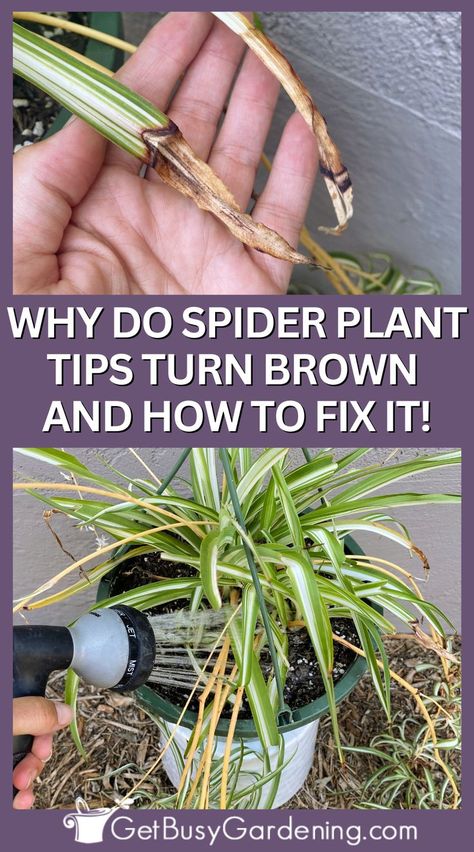 a thin and long leaf plant with brown tips on the leaves Spider Plant Care, Indoor Cactus Plants, Airplane Plant, Chlorophytum Comosum, Brown Tips, Luxury Kitchen Cabinets, Plants Under Trees, Plant Care Guide, Snake Plant Care