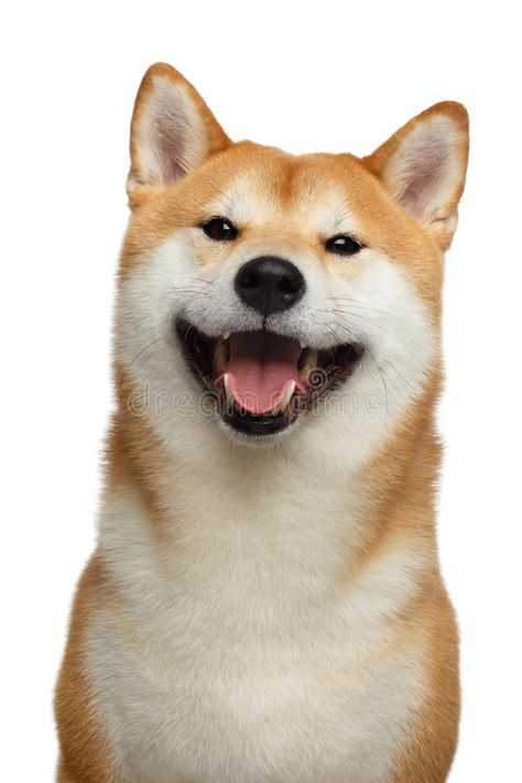 Red Shiba inu Dog on Isolated White Background. Cute Portrait of Smiling Shiba i , #AFFILIATE, #Dog, #Isolated, #White, #Red, #Shiba #ad Cute Portrait, Dog Stock Photo, Japanese Dogs, Shiba Inu Dog, Beautiful Dog, Pet Logo Design, Dog Feeding, Animals Of The World, Animal Logo