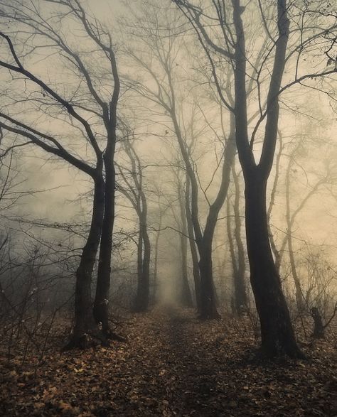 Foggy Forest, Autumn Forest, Dark Forest, Pics Art, Enchanted Forest, Beautiful Tree, Kiev, In The Woods, Dark Fantasy