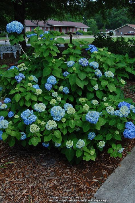 South Texas Landscaping, Zone 9 Gardening, Low Maintenance Landscape, Texas Landscaping, Hydrangea Landscaping, Big Leaf Hydrangea, Bigleaf Hydrangea, Texas Garden, Texas Landscape