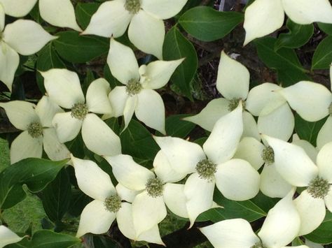 Dogwood Patio Flowers, Beautiful Plants, Natural World, Patio Garden, Patio, Tattoos, Drawings, Plants, Flowers