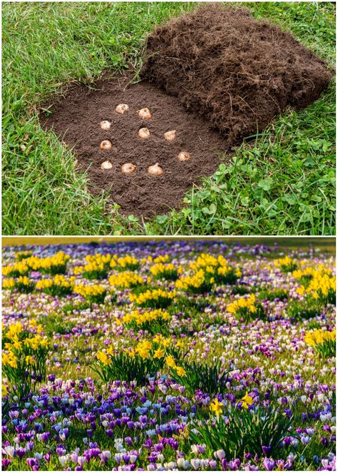 Enjoy a carpet of early spring blooming flowers by planting bulbs in your lawn in fall. Best Bulbs To Plant In The Fall, Planting Spring Bulbs In Fall, Spring Bulbs Garden Flower Beds, Planting Fall Bulbs, Bulb Flowers Garden, Bulb Planting Design, Bulb Meadow, Bulb Planting Ideas, Flower Border Garden