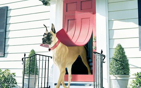 Great Dane Dog Door, Dog Doors For Large Dogs, Diy Doggie Door, Best Dog Door, Large Dog Door, Dog Doors, Cool Dog Houses, Tallest Dog, Vizsla Dogs