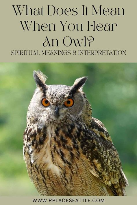 What Does It Mean When You Hear An Owl? (Spiritual Meanings & Interpretation) Owl Spirit Animal Meaning, Owl Feather Tattoos, Animal Totem Spirit Guides, Owl Sounds, Owl Symbolism, Owl Quotes, Cute Owl Tattoo, Spirit Animal Meaning, Owl Wisdom