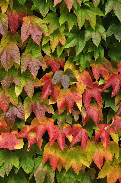 Virginia Creeper (Parthenocissus quinquefolia) Climbing Plants Fast Growing, Climbing Flowering Vines, Fast Growing Flowers, Fast Growing Vines, Hydrangea Petiolaris, Autumn Clematis, Evergreen Vines, Growing Vines, Climbing Hydrangea