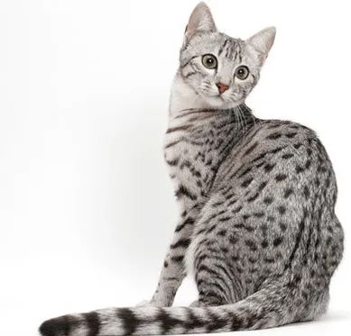 Affectionate Cats, Mau Cat, Tiny Sculptures, All Cat Breeds, Purebred Cats, Rare Cat Breeds, Domestic Cat Breeds, Ocicat, Egyptian Mau