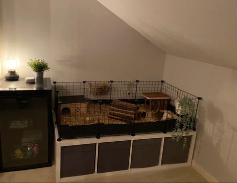 Guinea Pig Aesthetic Cage, Guinea Pig C&c Cage Ideas, Guinea Pig Set Up Ideas, Guinea Pig Cage Ideas Aesthetic, C C Cage Guinea Pigs Ideas, Guinea Pig Set Up, Bunny Cage Ideas Indoor, Guinea Pig Cage Setup Ideas, Homemade Guinea Pig Cage