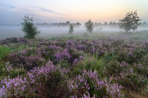 The Moors, Misty Morning, Foggy Morning, Wuthering Heights, Landscape Scenery, The Secret Garden, The Fog, Nature Aesthetic, Pretty Places