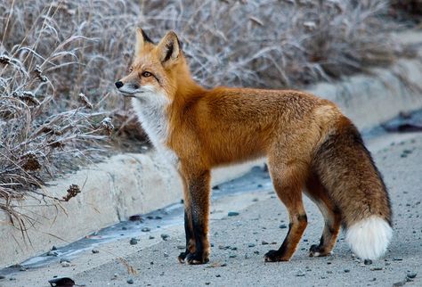 Vulpes Vulpes, The Brazen One, via Flickr. Scottish Animals, Vulpes Vulpes, Fabulous Fox, Let's Make Art, Pet Fox, Arctic Animals, Arctic Fox, Arctic Circle, Baby Fox