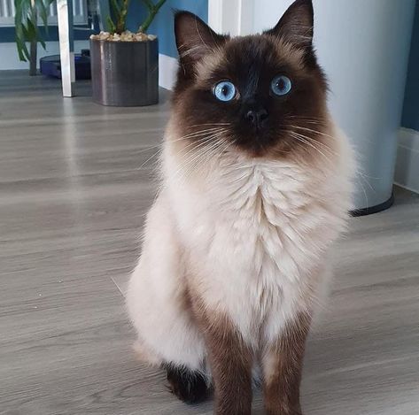 Serbian Cat, Cat Therian, Fluffy Kitty, Balinese Cat, Dream Pet, Cat Oc, Ragdoll Kitten, Pretty Animals, Ragdoll Cat